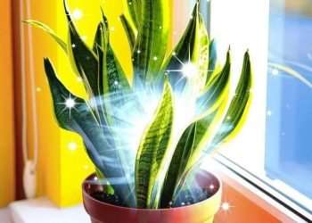 Feliz es quien tiene esta planta en casa.