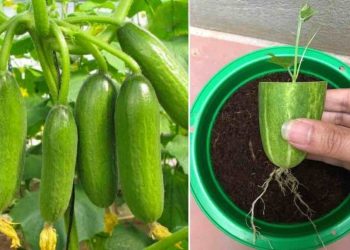Multiplicar pepinos de esta manera