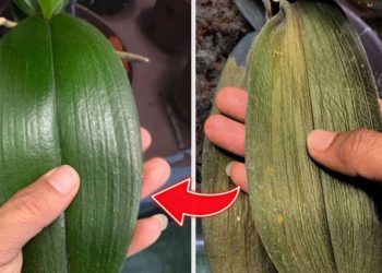 ¿Tiene problemas con sus orquídeas? Consejos y recomendaciones