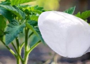 ¿Ha plantado tomates? Aquí está lo que hacen los expertos para obtener una cosecha mucho mayor