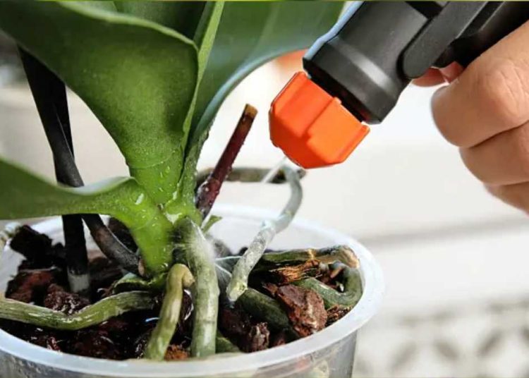 Fertilizante para orquídeas con levadura: aquí tienes una receta casera de abono natural para orquídeas que funciona bien.