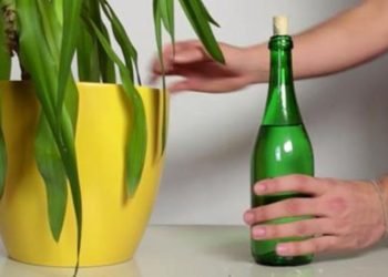 Aquí está la solución imparable para regar sus plantas durante sus vacaciones.