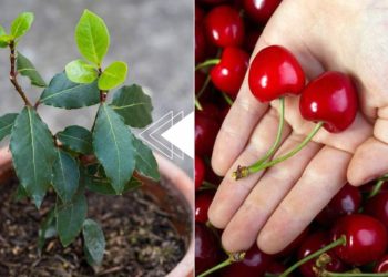 Cerezas: el hueso es suficiente para producir una nueva planta en 7 días.