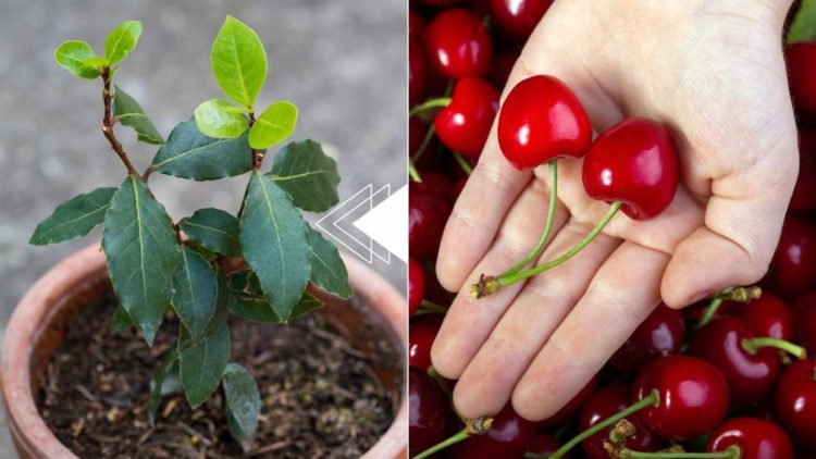 Cerezas: cómo hacer germinar una planta gratis en 7 días: basta el hueso