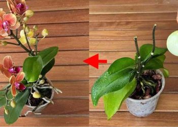 Haga que sus orquídeas vuelvan a florecer sin interrupciones.
