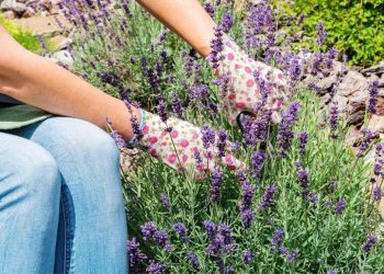 Abonar la lavanda con posos de café: la cantidad importa