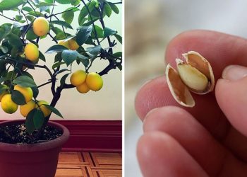 Guía para limoneros en macetas y en tierra: cuándo y cómo plantar y cuidar un limonero saludable