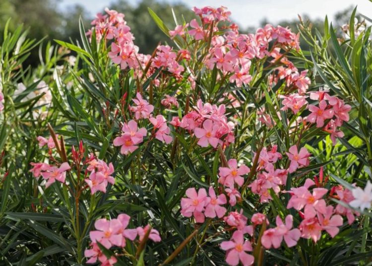Mi adelfa no florece: consejos y trucos para una floración abundante