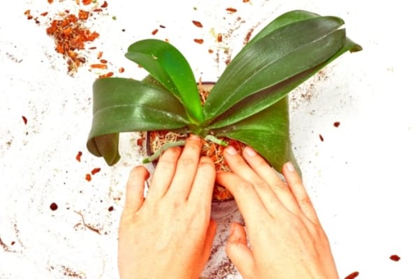 Mis 7 secretos para hacer que una orquídea vuelva a florecer cada vez