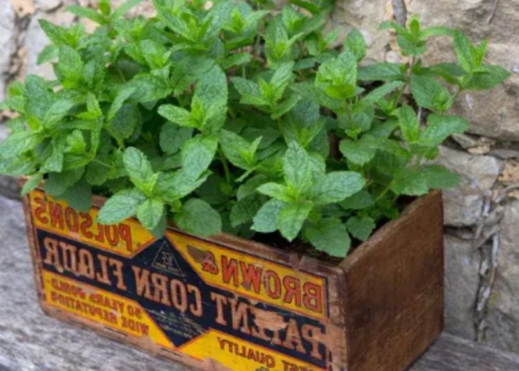 Menta: plantación, cuidados y cosecha
