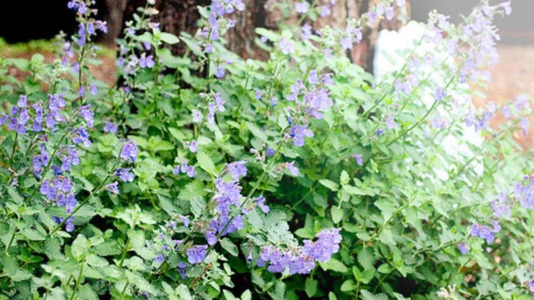 Con estas 5 plantas ahuyenta las garrapatas de su jardín.
