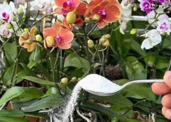 Con este ingrediente obtendrá raíces muy fuertes y flores siempre exuberantes.