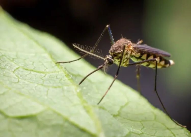 Planta repelente de mosquitos: 7 variedades para mantenerlos alejados