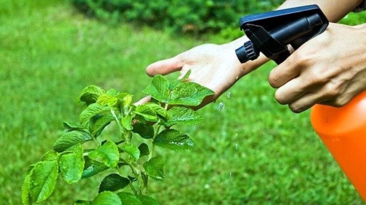 Insecticidas naturales y caseros: salve su jardín sin destruir el suelo