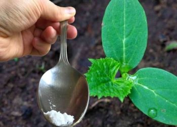 Solo una cucharada por cada pepino que tenga en su jardín, y cosechará el doble.