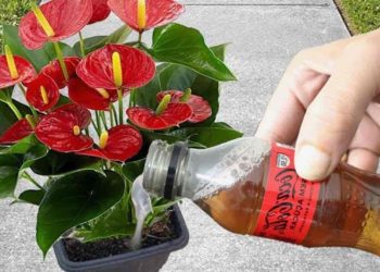 Solo un vaso una vez al mes y hará que sus flores florezcan durante todo el año.