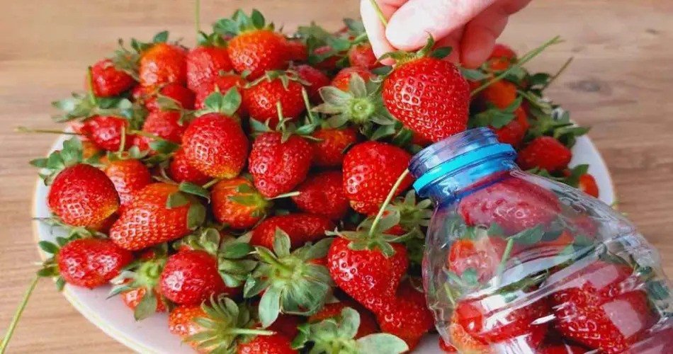 Solo así se pueden conservar las fresas durante todo un año: quedan aún más frescas.
