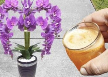Orquídea – fertilizante especial y fertilización – almacenamiento
