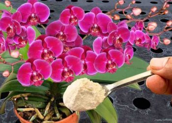 Las orquídeas florecen todo el año: riéguelas simplemente con estos productos naturales.