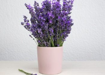 ¡Plante lavanda en maceta en el interior para un hogar fragante y relajante!