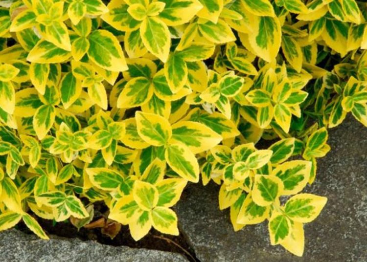 Césped: ¿qué plantas deberían reemplazarlo?