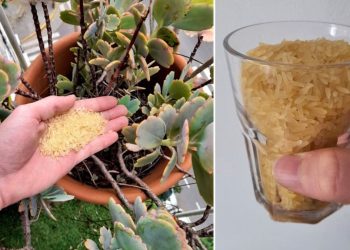Arroz: Cómo usarlo como abono para fertilizar plantas
