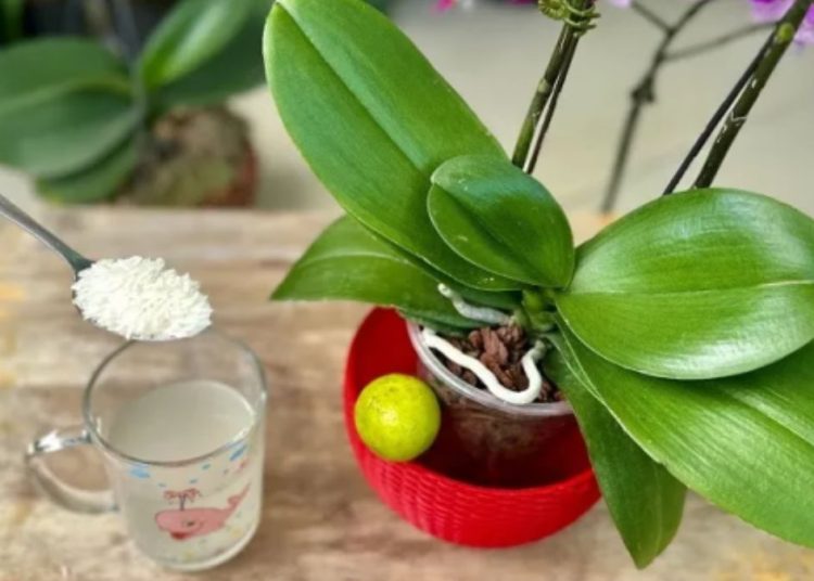 Agua de arroz para regar orquídeas: instrucciones de uso