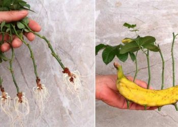 Rosas, ¿cómo se pueden multiplicar infinitamente con un plátano?