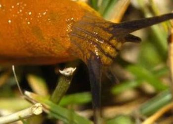 Caracoles en el huerto: cómo mantenerlos alejados