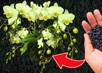 Cómo cuidar las orquídeas para una floración constante y garantizada