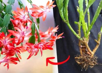Cómo propagar una orquídea cactácea a partir de esquejes de tallo