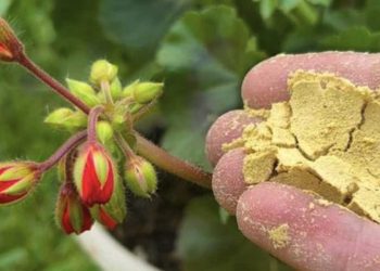 Cómo reutilizar la levadura caducada: los beneficios para su jardín