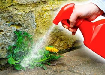 Prepare un herbicida natural y biológico: agua, vinagre y sal