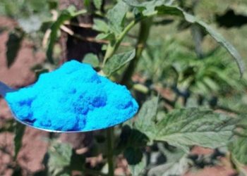 Tomates, pepinos, calabacines: medidas preventivas y tratamientos naturales