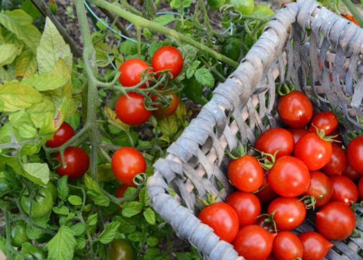 Temporada de tomates en verano: consejos y trucos en 2023