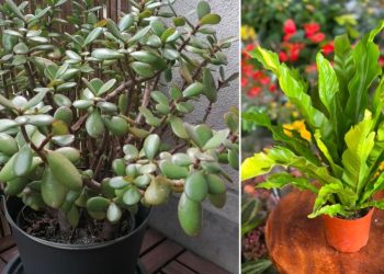 Top 5 de plantas de interior para el exterior
