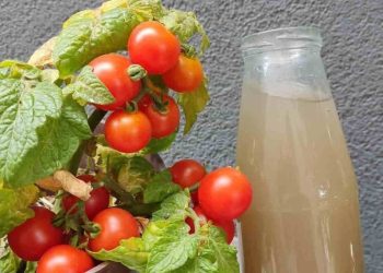 La sequía ya no es un problema, los tomates y los pepinos crecen rápidamente.