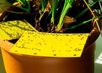 Nuestros consejos para combatir y eliminar los mosquitos.