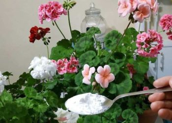 Floración exuberante y generosa con este ingrediente: también realza los colores