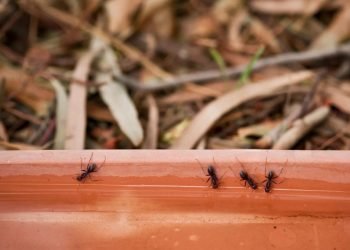 Orina contra la infestación de hormigas