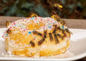 Despídete de las avispas: descubre 10 trucos naturales para mantenerlas alejadas de forma eficaz