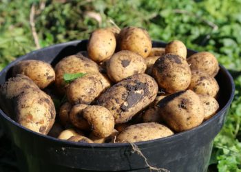 ¿Cuándo se cosechan las patatas? ¿Cómo se reconoce el momento adecuado?