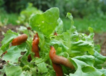 ¿Por qué usar copos de avena en su jardín?