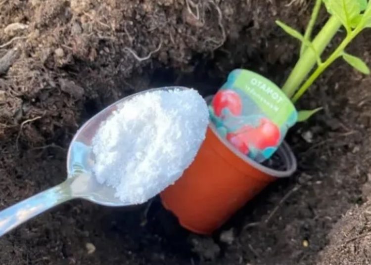 ¿Por qué salar los tomates? 3 ventajas que debe conocer
