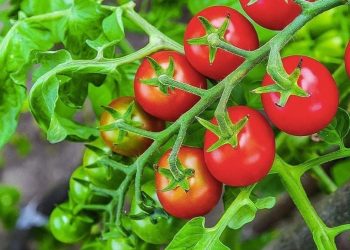 Por qué plantar tomates y cebollas juntos es el peor error para su jardín