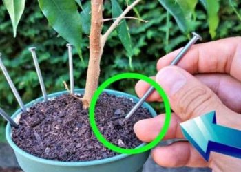 ¿Por qué dejan todos un clavo en las plantas antes de irse de vacaciones?