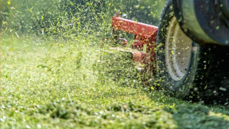 ¿Por qué el olor de la hierba fresca es una señal de advertencia?