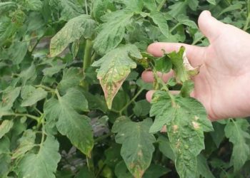 ¿Qué son las enfermedades del tomate? Cómo reconocerlas y prevenirlas en un abrir y cerrar de ojos