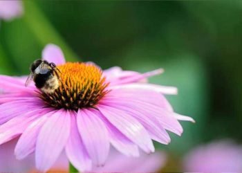 ¿Qué debería plantar para ayudar a las abejas?