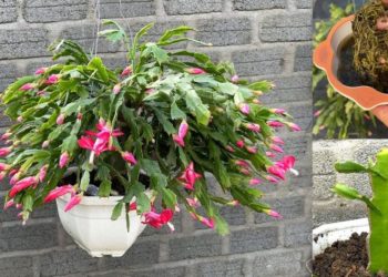 Cactus de Navidad: ¿Cómo se cultiva y se cuida para que dure mucho tiempo?